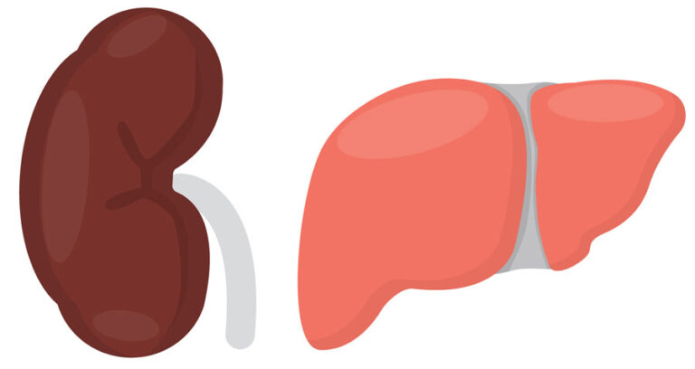 kidney-and-liver